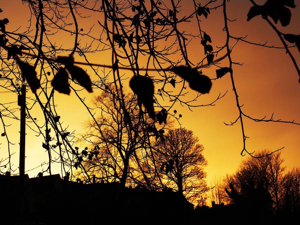 Sunset through trees, winter in Scotland