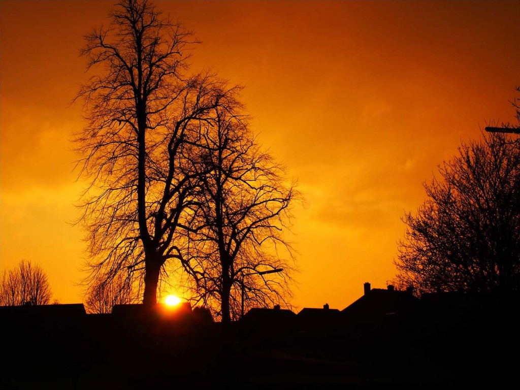 Sunset through trees, winter in Scotland